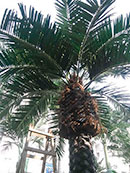 Декоративные пальмы FRP
